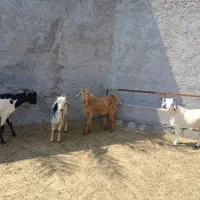 فروش ۶تا کهره نر سالم و سرحال|حیوانات مزرعه|مهر, |دیوار