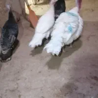 چهار تا بوقلمون ماده یک نر