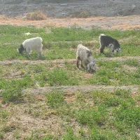 ۳ عدد کهره نر با قیمت مناسب