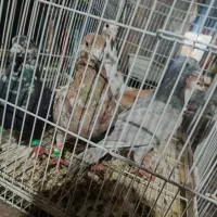 کبوتر|پرنده|نیشابور, فردوس شمالی|دیوار