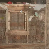 قفس چوبی با  فنس خوب و محکم.قیمت توافقی