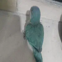 جوجه راهب دم دونخور