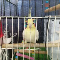 عروس هلندی سخنگو|پرنده|دهگلان, |دیوار