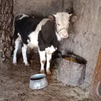 گاو و گوساله هلشتاین|حیوانات مزرعه|گوآور, |دیوار