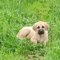 توله ماده پژدر واگذاری