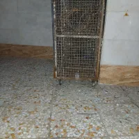 قفس|لوازم جانبی حیوانات|اهواز, کوی طلاب|دیوار