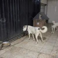 سگ الابای|سگ|تهران, شهرک استقلال|دیوار