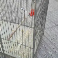 یک جفت مرغ عشق ویک عدد جوجه 8ماهه|پرنده|تهران, شمیراننو|دیوار