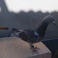 کفتر مسافتی زاجر