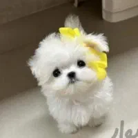 بهترین نژادپاپیون فنجونی آپارتمانی|سگ|اصفهان, خانه اصفهان|دیوار