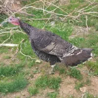 بوقلمون ماده تخم گذار