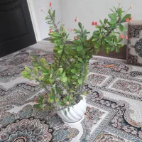 انوا گلهای طبیعی