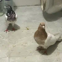 کفتر|پرنده|تهران, سلیمانی|دیوار