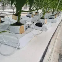 کوکوپیت  راک وول هیدروپونیک گلخانه