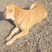 واگذاری سگ میکس هاسکی|سگ|رشت, پل تالشان|دیوار