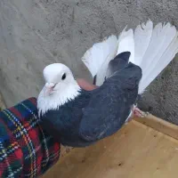 کبوتر پرشی .شازده وهما