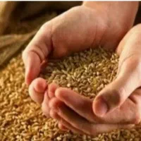 گندم اصلاح شده بذری