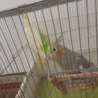 عروس هلندی|پرنده|مشهد, کوی سیدی|دیوار