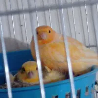 قناری|پرنده|تهران, مشیریه|دیوار