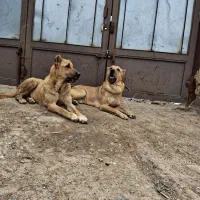 واگذاری سک سرابی نر