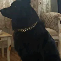 سگ ژرمن بلک نر ۱۸ ماه