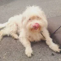 سگ ترییر اصل