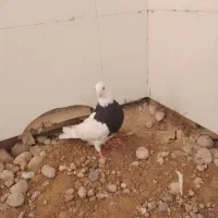 طوقی|پرنده|لردگان, |دیوار