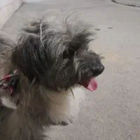 سگ پاکوتاه