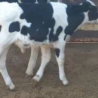 گوساله نر وماده|حیوانات مزرعه|بیرجند, |دیوار