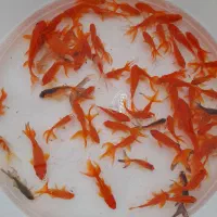 انواع ماهی قرمز ارسال  به سرتاسر کشور|ماهی|رودبنه, |دیوار