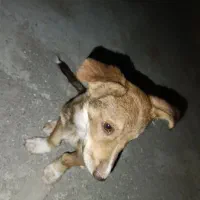 یک پاکوتاه گوش تیز