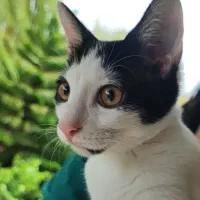 گربه مفقود شده