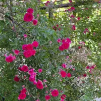 باغ۸۰۰مترسنددارچهاردیواری قنات ساخت ویلای نصراباد