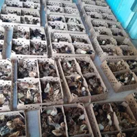 نماینده ورامین در گیلان ، جوجه گلپایگان ،اردک پکنی|حیوانات مزرعه|رشت, گلباغ نماز|دیوار