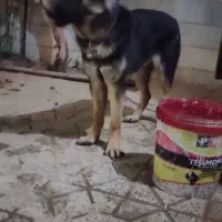 سگ‌ژرمن‌شپرد‌