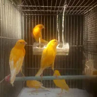 تعدادی قناری|پرنده|مرودشت, ابوذر جنوبی|دیوار