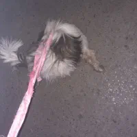 سگ گم/ پیدا شده