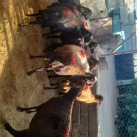 میش قزل افشارآبستن