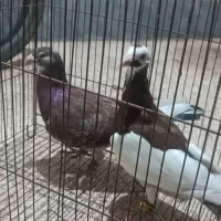 کبوتر دورگ