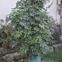 تعدادی گل