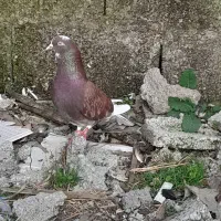 معاوظه ۴تا کبوتر