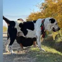 ماده آلابای