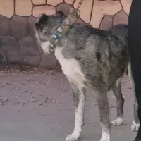 واگذاری سگ افغان 3ساله|سگ|مشهد, کوشک مهدی|دیوار