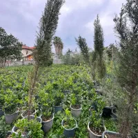 413-متر-زمین-مسکونی-شمالی-جنوبی-با-سند-کبوتراکبش