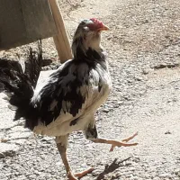 خروس اصل گلین