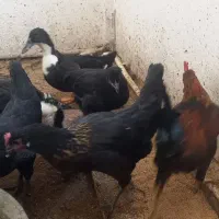خروس مرغ سیاه|حیوانات مزرعه|نسیمشهر, |دیوار