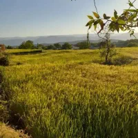 زمین-برنجکاری