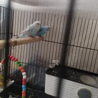 مرغ های عشق رنگارنگ|پرنده|سنندج, |دیوار