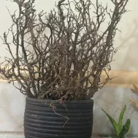 گلدان با شاخه های تزیینی طبیعی
