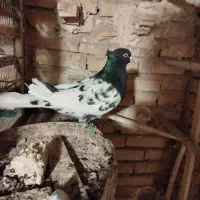 کفتر کله سیاه